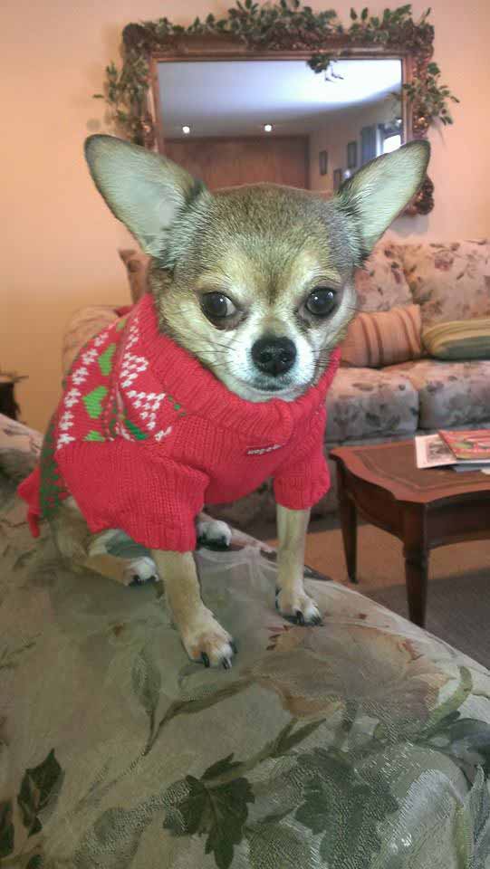 a chihuahua wearing a holiday sweater