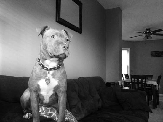 dog on a couch