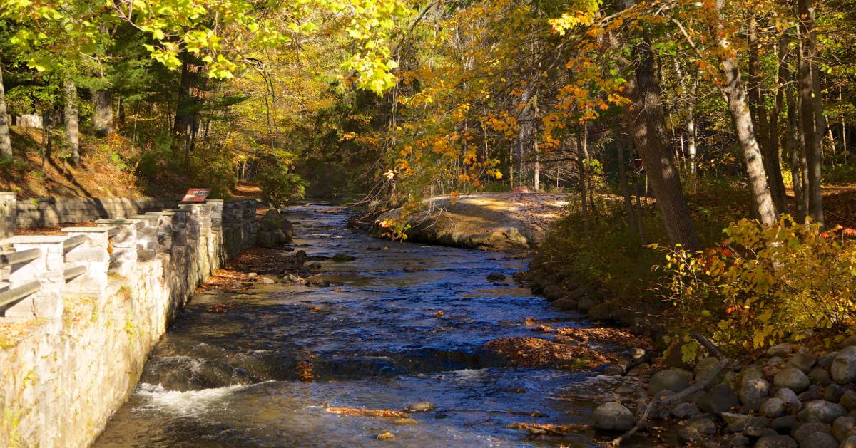 river flowing through a park